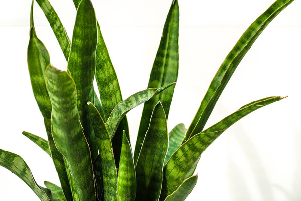 Sansevieria Timsah Kaya Yılanı Bitkisi. Beyaz arka planda kapalı bir bitki - Fotoğraf, Görsel