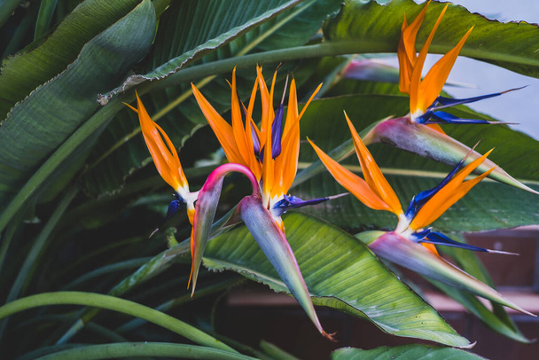 Strelitzia, bird of paradise, or crane lily. Floral background. Home gardening - Foto, Bild