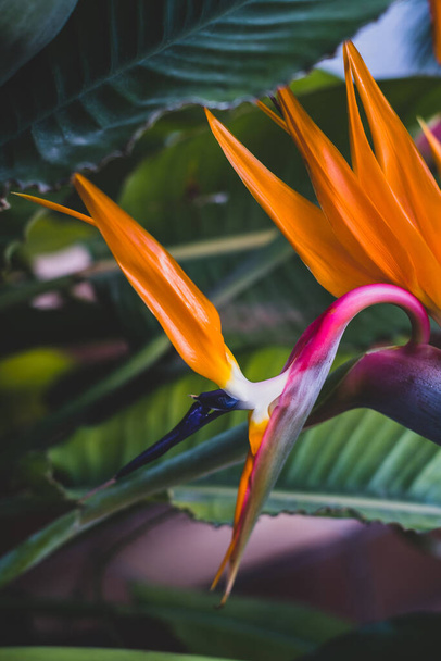 Strelitzia, bird of paradise, or crane lily. Floral background. Home gardening - Foto, afbeelding