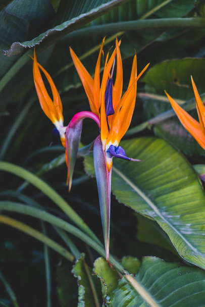 Strelitzia, bird of paradise, or crane lily. Floral background. Home gardening - 写真・画像