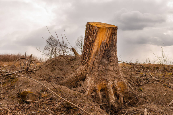 Tree cutted stump in the forest.Felled timber in the autumn forest.Cloudy dramatic sky background.Environment concept. - Photo, image