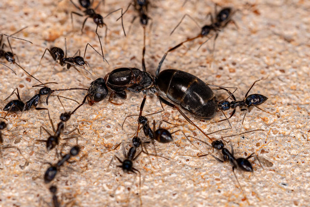 Dospělý Longhorn Blázniví mravenci druhu Paratrechina longicornis útočí na pyramidu mravenec královna rodu Dorymyrmex - Fotografie, Obrázek