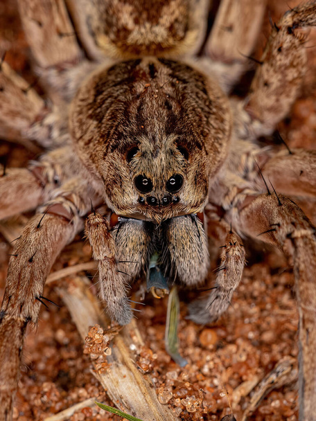 Pequeño lobo araña de la familia Lycosidae - Foto, imagen