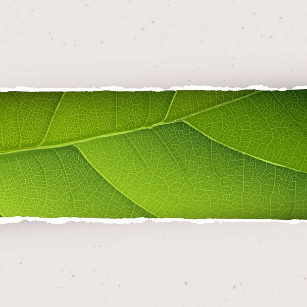 Green leaf texture - Vector, Imagen