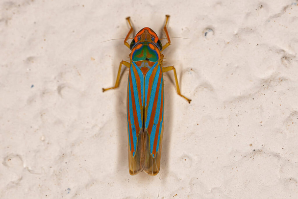 Small Typical Leafhopper of the species Ferrariana trivittata - Fotó, kép