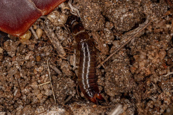 Small Common Earwig of the order Dermaptera - Photo, Image