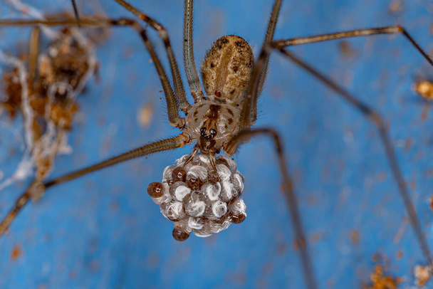 Adult Female Short-bodied Cellar Spider of the species Physocyclus globosus with eggs - Photo, Image