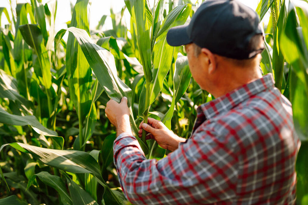 Farmer agronomist standing in green field, holding corn leaf in hands and analyzing maize crop. Agriculture, organic gardening, planting or ecology concept. - Photo, image