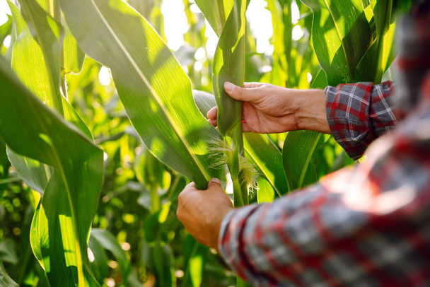Farmer agronomist standing in green field, holding corn leaf in hands and analyzing maize crop. Agriculture, organic gardening, planting or ecology concept. - Photo, Image