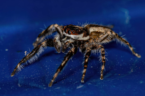 Adult Male Gray Wall Jumping Spider of the species Menemerus bivittatus - Photo, Image