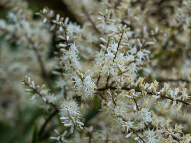 Bloeiende Cordyline australis, algemeen bekend als koolboom of kool-palm. Witte bloemen met knoppen van Cordyline australis palm, close up, baclground - Foto, afbeelding