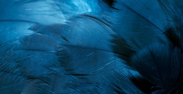 blue hawk feathers with visible detail. background or texture - Foto, imagen