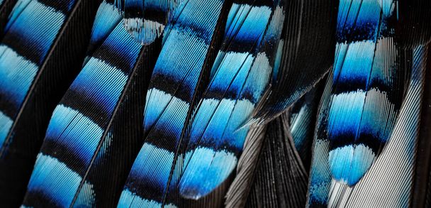 kék és fekete Jay tollak. háttér vagy textúra - Fotó, kép