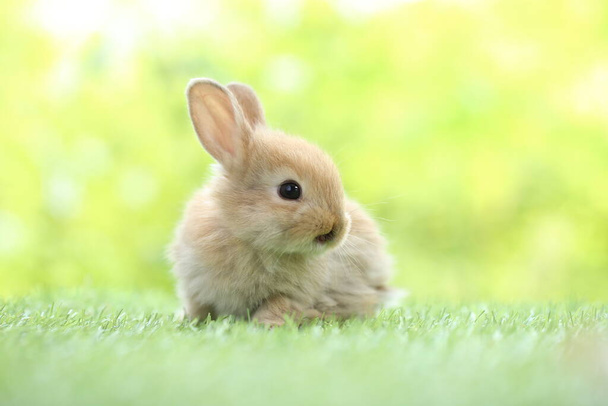 Schattig konijntje op groen gras met natuurlijke bokeh als achtergrond in het voorjaar. Jong schattig konijntje dat in de tuin speelt. Liefdevol huisdier in park - Foto, afbeelding
