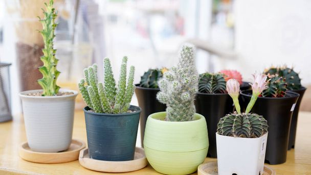 Many small potted cactus in box, planted indoor near window. Cactus in pot arranged in house. Home plant need sunshine to grow. - Photo, Image