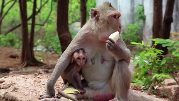 Bir yavrusu ile Rhesus makak - Video, Çekim