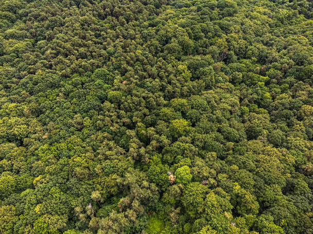 Arbre forestier, Écosystème de forêt tropicale et environnement sain concept et arrière-plan, Texture de la forêt d'arbres verts vue d'en haut. - Photo, image