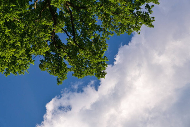 Pure Nature, a great view up into the trees direction sky with beautiful clouds in june, Germany - 写真・画像
