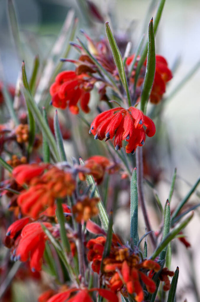 Elinvoimainen punaiset kukat Australian syntyperäinen Red Ochre Spider Flower, Grevillea bronwenae, perhe Proteaceae. Hoikka pystyssä pensas endeeminen sklerofylli metsän lounaisosassa WA. Laji on uhanalainen. Talvesta kesään kukinta. - Valokuva, kuva