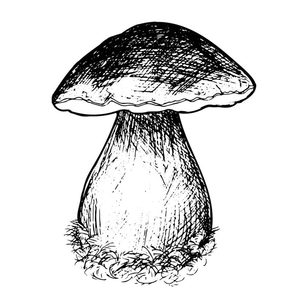 Mushroom sketch, hand drawn, stock vector illustration, black outline isolated on white background, medicine, cooking, design, poster, sticker, clipart, food design - ベクター画像