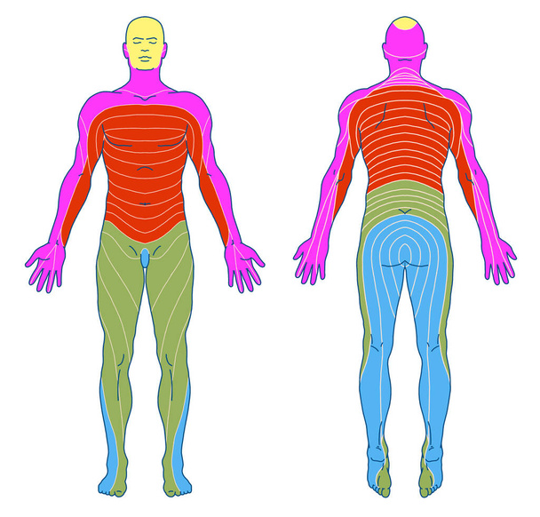 kreslení, lékařská, didaktická deska anatomie lidského smyslového inervačního systému, dermatomů a kožních nervových teritorií, segmentové, radikulární, kožní inervace přední a zadní stěny trupu  - Fotografie, Obrázek