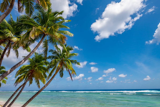Tyynimeri, valkoinen ranta ja palmuja keinuvat tuulenhenkäys Moorea, yhteiskunta saaret, Ranskan Polynesia - Valokuva, kuva