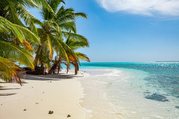 Tyynimeri, valkoinen ranta ja palmuja keinuvat tuulenhenkäys Moorea, yhteiskunta saaret, Ranskan Polynesia - Valokuva, kuva