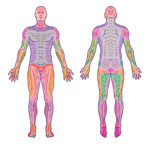  dibujo, médico, tablero didáctico de la anatomía del patrón humano del sistema de inervación sensorial periférica, el diagrama muestra del área afectada por una lesión del nervio radicular, después de Mumenthaler - Foto, Imagen