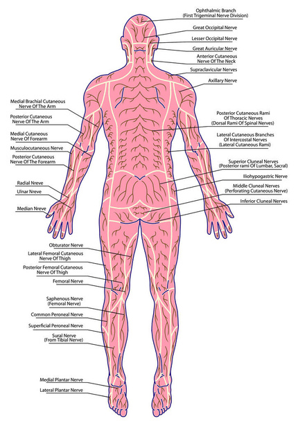  Zeichnung, medizinische, didaktische Tafel der Anatomie des menschlichen Musters des peripheren sensorischen Innervationssystems, das Diagramm zeigt den von einer radikulären Nervenläsion betroffenen Bereich nach Mumenthaler - Foto, Bild