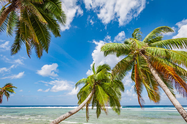 tropic ocean, white beach and beautyful palm trees on Bora Bora Island, society Islands, French Polynesia - Valokuva, kuva