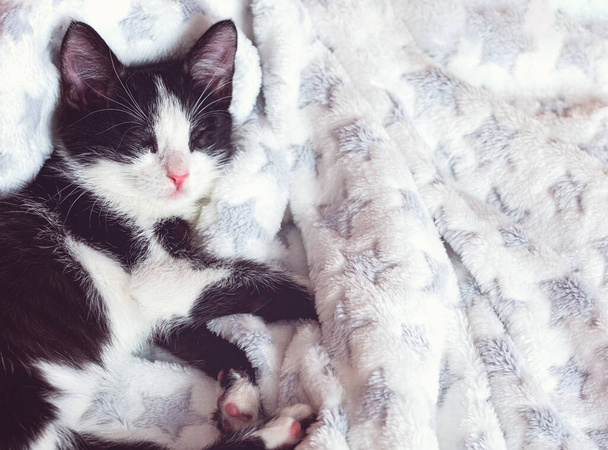 Το γατάκι κοιμάται γλυκά σε βελούδινο ύφασμα με αστέρια - Φωτογραφία, εικόνα
