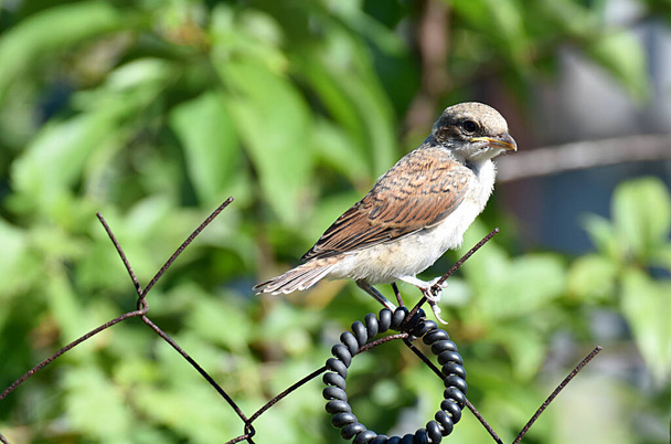 chick of the red-backed (Lanius collurio) shrike fledgling sits on a chain-link net - Photo, Image