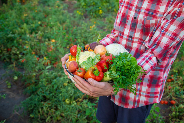 Muž farmář drží v rukou sklizeň zeleniny. Selektivní soustředění. příroda. - Fotografie, Obrázek
