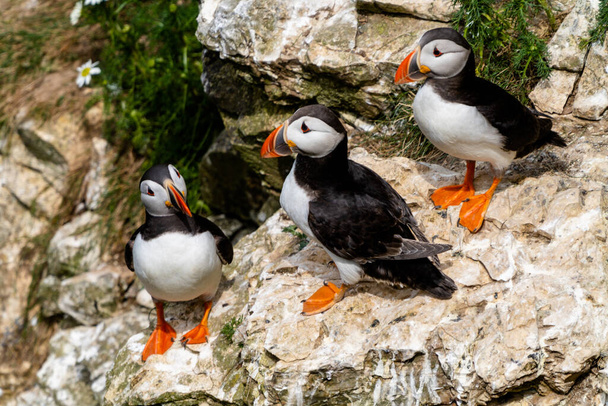A close-up view of North Atlantic Puffins in their nesting grounds at Bemtpon Cliffs Nature Reserve in Yorkshire - Photo, Image