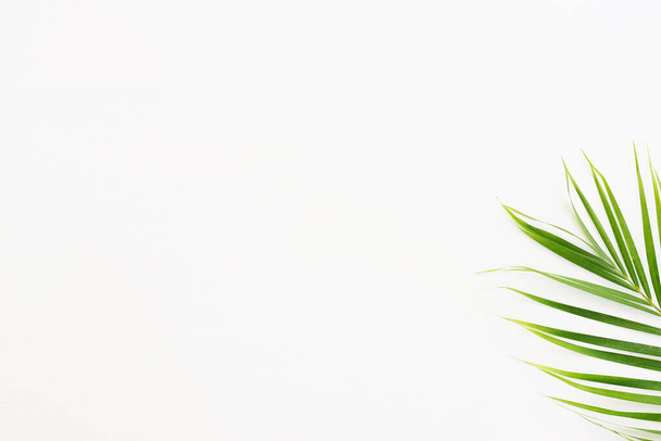 Beyaz ahşap zemin üzerinde tropik yeşil palmiye görüntüsü - Fotoğraf, Görsel