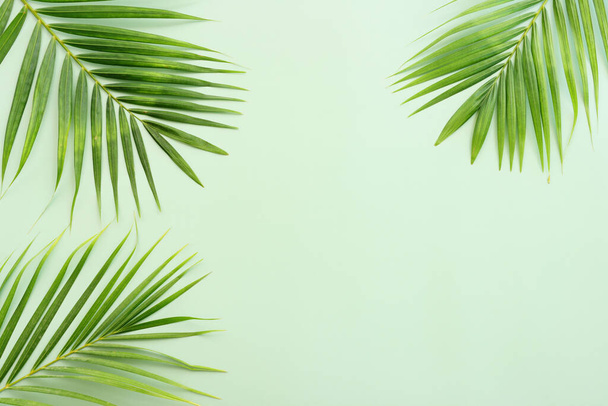 Image of tropical green palm over pastel background - Foto, Imagen