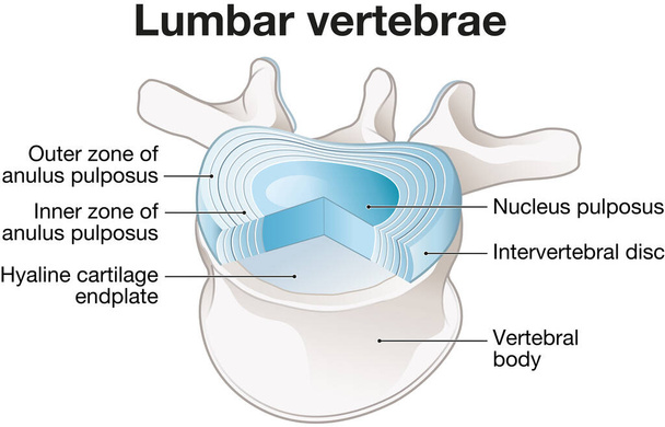 Illustration showing healthy lumbar vertebrae and intervertebral disc. Labeled illustration - Foto, afbeelding