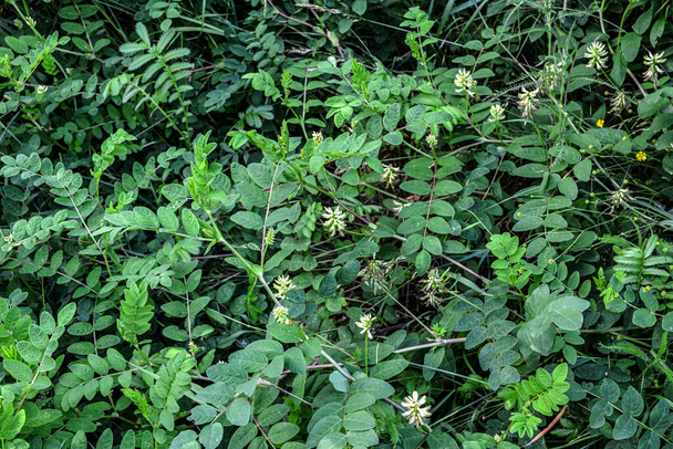 astragalus cicer veya nohut milkvetch yeşil bitki arka planı . - Fotoğraf, Görsel