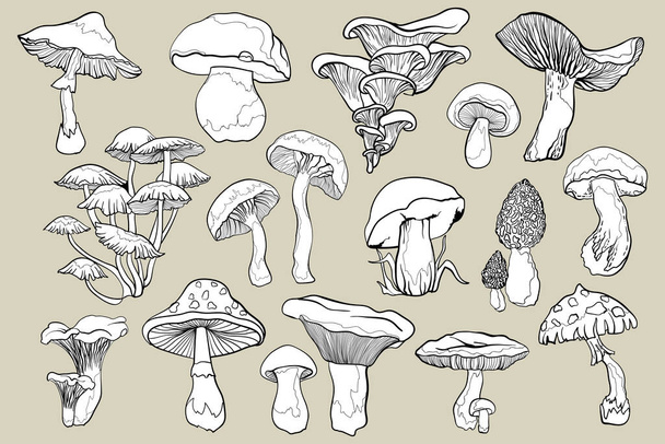 Контурные иллюстрации грибов. Чёрный контур грибов. - Вектор,изображение