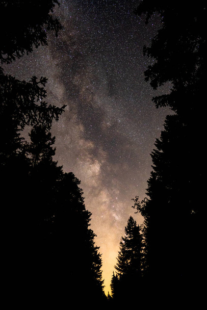 Milky Way center Emerging between the Trees of a forrest - Foto, Imagen