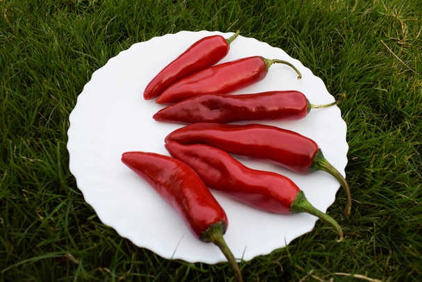 Chili pepper isolated on white background. Ripe chili pepper in white plate with natural grass background - Photo, Image