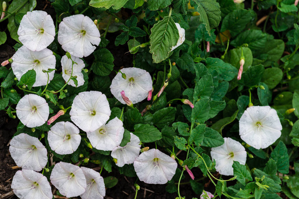 Field bindweed or Convolvulus arvensis or European bindweed or Creeping Jenny or Possession vine herbaceous perennial plant with open and closed white flowers surrounded with dense green leaves - Photo, Image