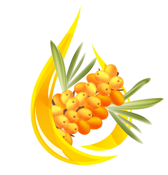 Sea buckthorn oil. Stylized drop of oil and a branch with berrie - Vektor, Bild