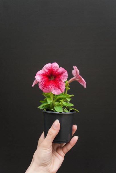 Female hand holding seedlings red petunias flowers in a small pot close up on a dark background. Season of growing seedlings and planting plants in ground. Gardening and botany concept. Spring season - Photo, Image