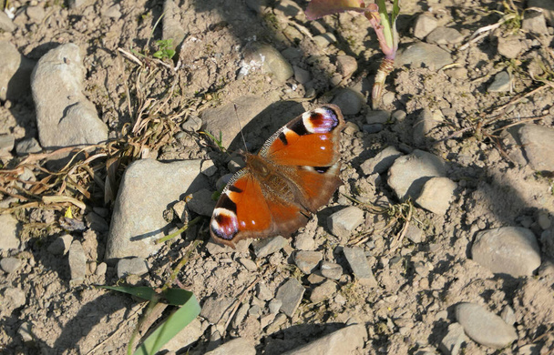 英国の地面に座っている孔雀の蝶 - 写真・画像