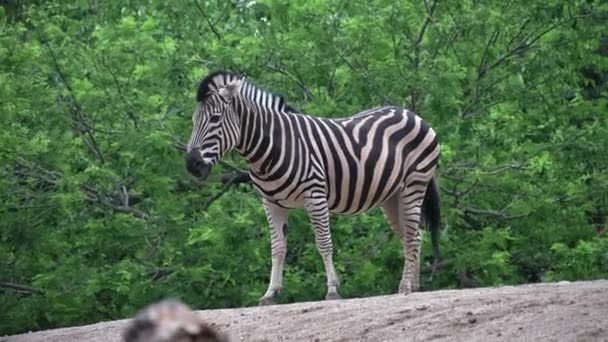 Free Stock Videos of Zebra, Stock Footage in 4K and Full HD