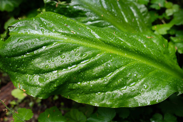 Vibrant green skunk cabbage leaf covered with rain drops - Foto, imagen
