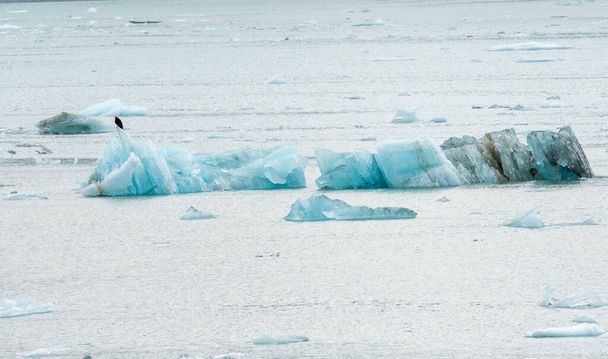 Орел сидить на айсберзі, відведеному від льодовика Хаббард, коли він пливе до моря. - Фото, зображення