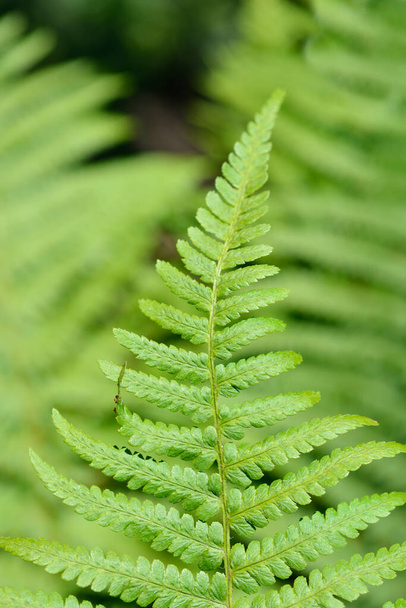 Common male fern leaves - Latin name - Dryopteris filix-mas - Photo, image