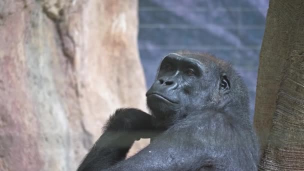 Osamělá gorila sedí a nudí se a dívá se do kamery a kolem sebe, je velmi smutná a o něčem přemýšlí, o konceptu života primátů - Záběry, video